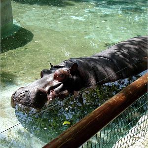 Common Hippo at Zoo da Maia, 27/04/08