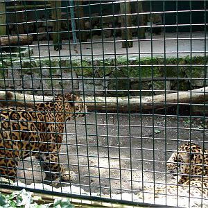 Jaguar at Zoo da Maia, 27/04/08
