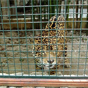 Jaguar at Zoo da Maia, 27/04/08
