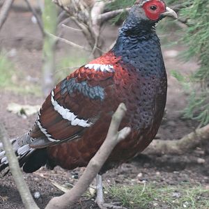 Mrs Hume's Pheasant (Syrmaticus humiae humiae) male