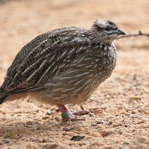 Crested Francolin (Francolinus sephaena)