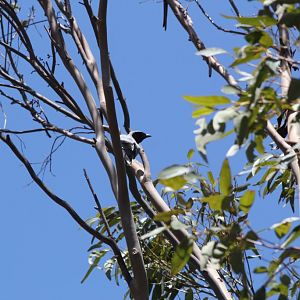 Black-faced Cuckoo Shrike