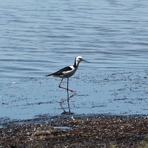 Blackwinged Stilt
