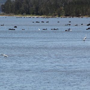 Great Egrets and Black Swans