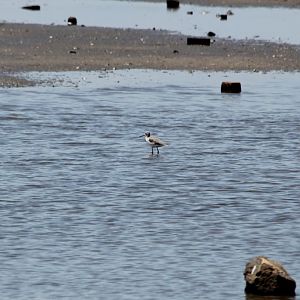 Greenshank