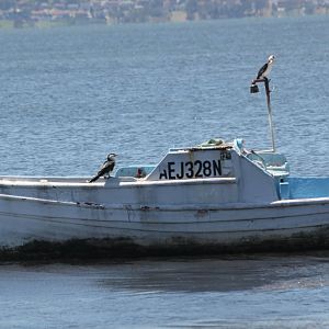 Little Pied Cormorants