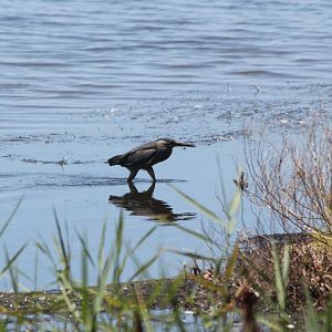 Mangrove Heron