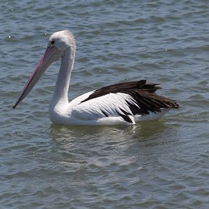 Australian Pelican