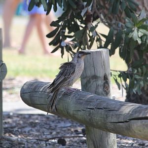 Red Wattlebird