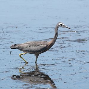 White-faced Heron