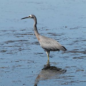 White-faced Heron