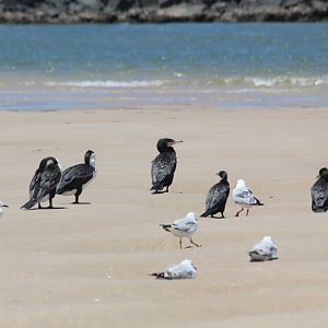 Pied Cormorants, Great Cormorant, Little Black Cormorants, Silver Gulls