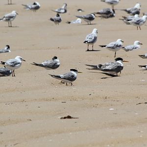 Crested Terns and Silver Gulls
