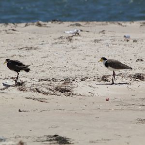 Masked Plovers