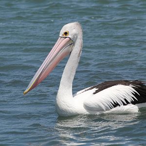 Australian Pelican