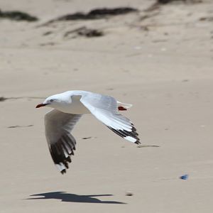 Silver Gull