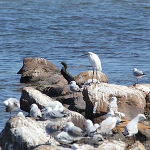 Little Black Cormorant, Little Egret, Silver Gulls