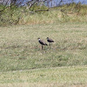 Masked Plovers