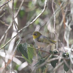 Eastern Silvereye