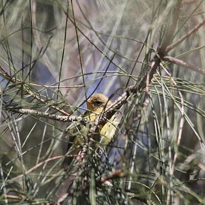 Yellow Thornbill