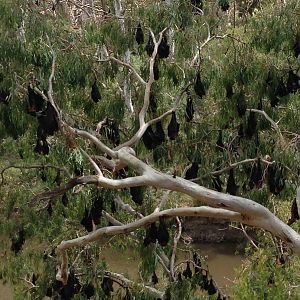 Flying Foxes Along the Yarra