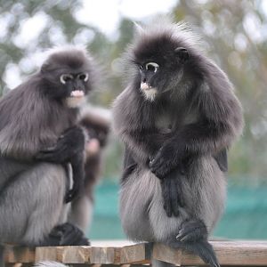 Dusky leaf monkey/ Trachypithecus obscurus