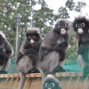 Dusky leaf monkey/ Trachypithecus obscurus