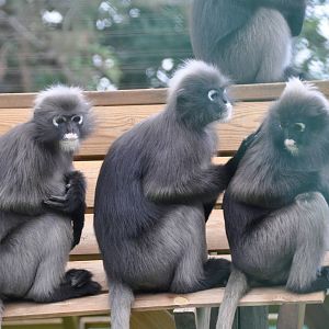 Dusky leaf monkey/ Trachypithecus obscurus