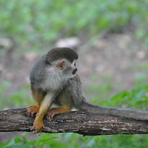 Common squirrel monkey/ Saimiri sciureus