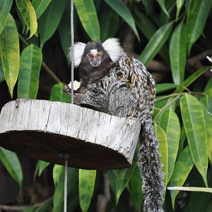 Common marmoset/ Callithrix jacchus