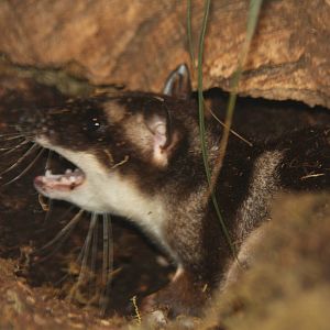 Dallas World Aquarium 2010