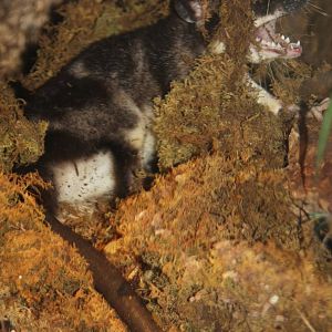 Dallas World Aquarium 2010