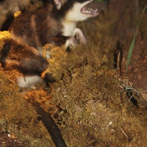 Dallas World Aquarium 2010