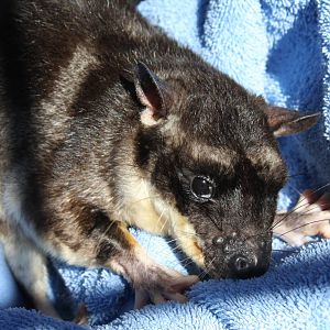 Dallas World Aquarium 2010