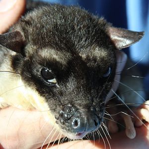 Dallas World Aquarium 2010