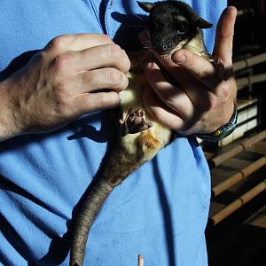 Dallas World Aquarium 2010