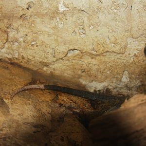 Dallas World Aquarium 2010