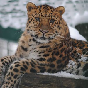 Amur leopard