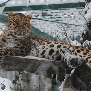 Amur leopard