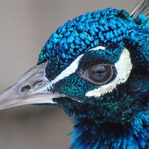 Blue peacock
