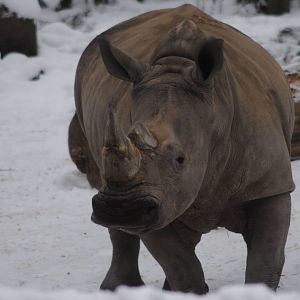 White rhino