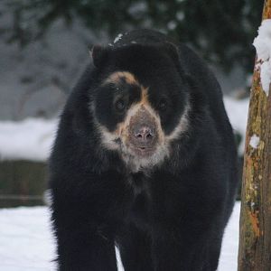 Spectacled bear