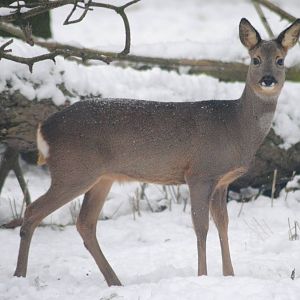 European roe deer