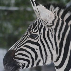 Grant´s zebra
