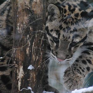 Clouded leopard