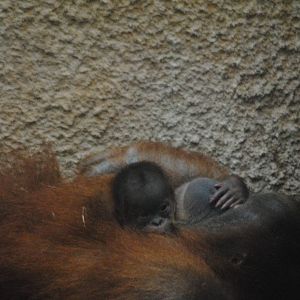 Sumatran orang-utan
