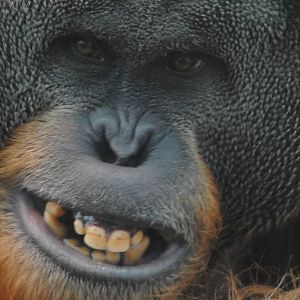 Sumatran orang-utan Walter