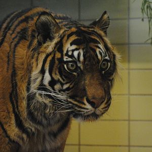 Old sumatran tigress Rachka