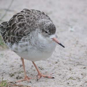 Ruff (Philomachus pugnax)
