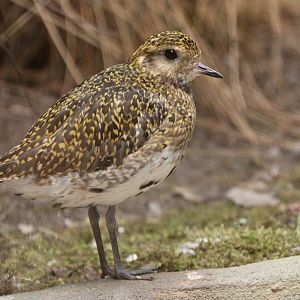 Golden Plover (Pluvialis apricaria)